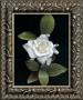 Gardenia Glory by Rosemarie Stanford Limited Edition Print