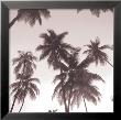 Palm Silhouette by Michael Kahn Limited Edition Pricing Art Print