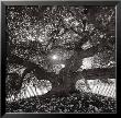 Under Camperdown Elm, Prospect Park by Henri Silberman Limited Edition Pricing Art Print