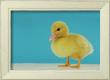 Duckling by Christopher Thomas Limited Edition Print