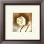 White Tulip I by Judy Mandolf Limited Edition Pricing Art Print