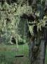 A Swing Hangs From A Tree Draped With Methuselahs Beard Lichens by Sylvia Sharnoff Limited Edition Print