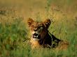 A Female African Lion Bares Her Fangs As She Starts To Yawn by Beverly Joubert Limited Edition Print