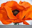Red Poppy by Georgia O'keeffe Limited Edition Pricing Art Print