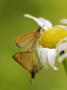 Least Skipper Butterflies, Mating On Daisy, Quebec, Canada by Robert Servranckx Limited Edition Print