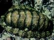 Coat-Of-Mail Shell Or Chiton, Acanthopleura Sp by Oxford Scientific Limited Edition Print