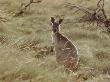 Red Kangaroo, Cape Range National Park, Western Australia by Tony Bomford Limited Edition Pricing Art Print