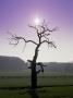 Dead Tree In Field, Uk by Gareth Rockliffe Limited Edition Print