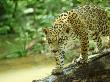 Jaguar On Log, Brazil by Nick Gordon Limited Edition Print