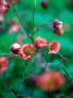 Geum (Leonards Variety), Close Of Flower Heads by Pernilla Bergdahl Limited Edition Print