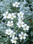 Cerastium Tomentosum, Snow In Summer by Rex Butcher Limited Edition Print