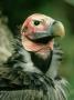 Lappet-Faced Vulture, Torgos Tracheliotus, African Savanna by Brian Kenney Limited Edition Print