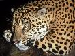 Jaguar, Panthera Onca, Endangered Species, Costa Rica by Brian Kenney Limited Edition Print