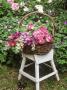 Basket Of Rosa & Mathiola (Stock) On White Stool In Garden Secateurs On Ground by Lynne Brotchie Limited Edition Print
