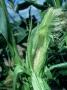 Sweet Corn Cob, Female, Uk by Gordon Maclean Limited Edition Print