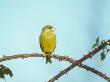 Greenfinch, Male On Bramble by David Boag Limited Edition Pricing Art Print