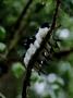 Great Wood Swallow, Group, Papua New Guinea by Patricio Robles Gil Limited Edition Print