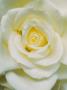 White Rose (Unnamed), Close-Up by Linda Burgess Limited Edition Print