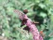 Peacock Butterflies On Buddleja, Uk, July by Oxford Scientific Limited Edition Print