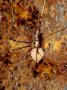 Daddy Long-Legs Spider, Adult Female Guarding Her Eggs, Italy by Emanuele Biggi Limited Edition Print