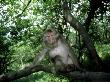 Tibetan Macaque, Sitting On Branch, China by Patricio Robles Gil Limited Edition Print