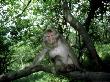 Tibetan Macaque, Sitting On Branch, China by Patricio Robles Gil Limited Edition Pricing Art Print