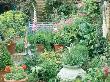 Town Garden, London Buxus & Citrus In Pots, Digitalis (Foxglove), Geranium, Lupin by Linda Burgess Limited Edition Pricing Art Print
