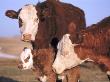 Hereford Cows And Calf Nuzzling, Montana by Alan And Sandy Carey Limited Edition Print