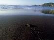 Pacific Ridley Sea Turtle, Hatchling, Mexico by Patricio Robles Gil Limited Edition Print