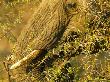 Elephant, Eating Acacia, Nothern Tuli Game Reserve Botswana by Roger De La Harpe Limited Edition Print