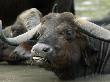 Buffalo, Wallowing, Malamala Game Reserve, South Africa by Roger De La Harpe Limited Edition Print