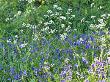 Anthriscus Sylvestris (Cow Parsley) & Hyacintoides Non-Scripta (Bluebell), Forde Abbey, Dorset by Mark Bolton Limited Edition Print