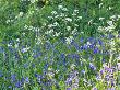 Anthriscus Sylvestris (Cow Parsley) & Hyacintoides Non-Scripta (Bluebell), Forde Abbey, Dorset by Mark Bolton Limited Edition Pricing Art Print