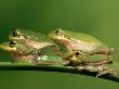 Green Tree Frog, Hyla Cinerea On Bromeliad, Four Florida by Brian Kenney Limited Edition Print