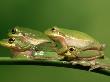 Green Tree Frog, Hyla Cinerea On Bromeliad, Four Florida by Brian Kenney Limited Edition Pricing Art Print