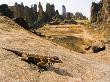 Gecko At The Pic De Sindou, Burkina Faso by Emanuele Biggi Limited Edition Print