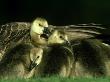 Canada Geese, Branta Canadensis Goslings, Montana by Alan And Sandy Carey Limited Edition Print