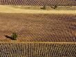 Aerial View Of Fields Of Lavender (Lavendula Species), France by Alain Christof Limited Edition Print