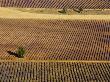 Aerial View Of Fields Of Lavender (Lavendula Species), France by Alain Christof Limited Edition Pricing Art Print