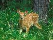 White-Tailed Deer, Fawn, Usa by David Boag Limited Edition Print