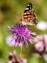 Painted Lady Butterfly, Feeding On Greater Knapweed, West Berkshire, Uk by Philip Tull Limited Edition Print