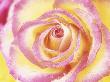 Rosa Confetti (Floribunda Rose), Yellow & Pink Edged Flower, Tea Fragrance by Linda Burgess Limited Edition Print