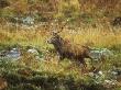 Red Deer, Scottish Highlands by David Boag Limited Edition Print