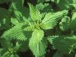 Stinging Nettles, Close Up, Spring by David Boag Limited Edition Print