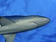 Grey Reef Shark, Hawaii by David B. Fleetham Limited Edition Print