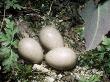 Grey Wagtail, Addled Eggs, Derbyshire, Uk by David Fox Limited Edition Print