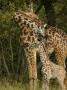 Masai Giraffe, Young Calf With Attentive Mother by Andy Rouse Limited Edition Print