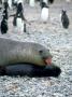 Southern Elephant Seal, S. Georgia Island by Patricio Robles Gil Limited Edition Print