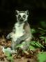 Ringtailed Lemur, Lemur Catta Madagascar by Alan And Sandy Carey Limited Edition Pricing Art Print