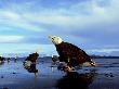 Bald Eagles, February, Usa by David Tipling Limited Edition Pricing Art Print